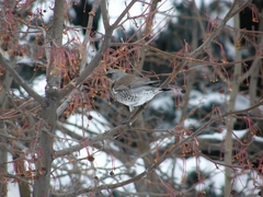 Turdus pilaris