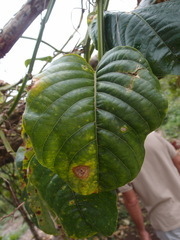 Passiflora quadrangularis