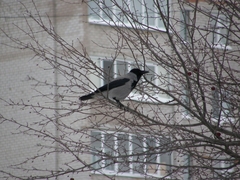 Corvus cornix
