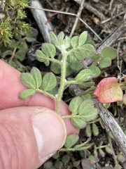 Acmispon heermannii orbicularis