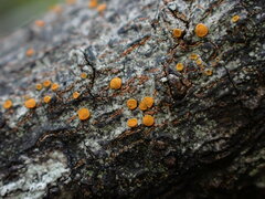 Athallia pyracea