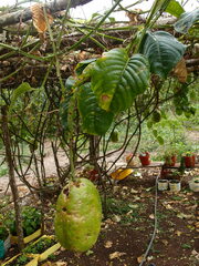 Passiflora quadrangularis