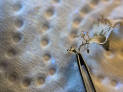 Tuckermanopsis ciliaris