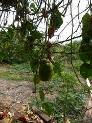 Passiflora quadrangularis