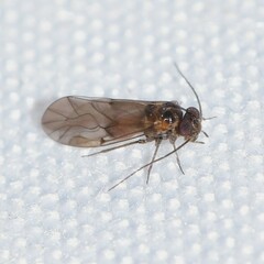 Peripsocus