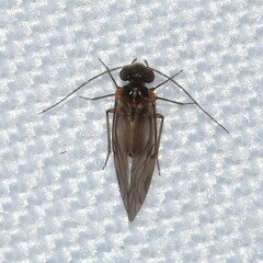 Peripsocus