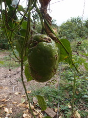 Passiflora quadrangularis