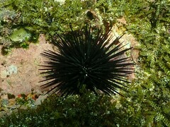 Echinometra vanbrunti