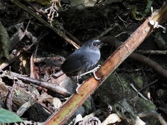 Scytalopus sanctaemartae