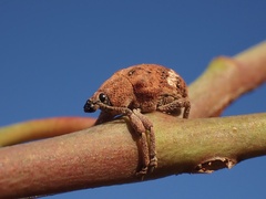 Oxyops fasciatus