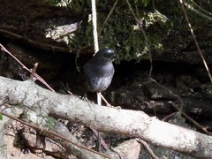 Scytalopus sanctaemartae