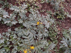 Senna pistaciifolia