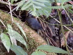 Scytalopus sanctaemartae