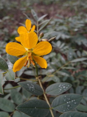 Senna pistaciifolia
