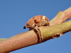 Oxyops fasciatus