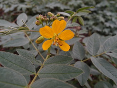 Senna pistaciifolia