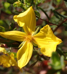 Hypericum microsepalum