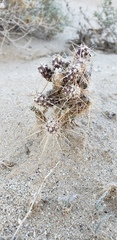 Cylindropuntieae