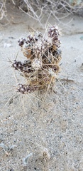 Cylindropuntieae