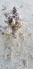Cylindropuntieae