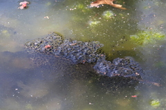 Lithobates sylvaticus