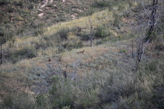 Vulpes vulpes macroura