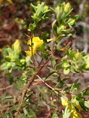 Hypericum microsepalum