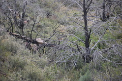 Vulpes vulpes macroura
