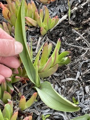Piperia