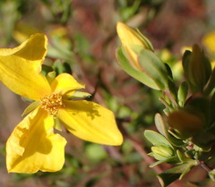 Hypericum microsepalum
