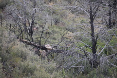 Vulpes vulpes macroura