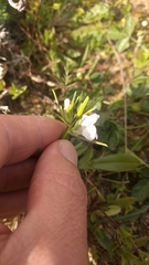 Misopates calycinum