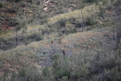 Vulpes vulpes macroura