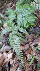 Arachniodes aristata