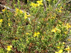 Hypericum microsepalum