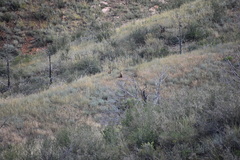 Vulpes vulpes macroura