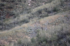 Vulpes vulpes macroura