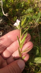 Misopates calycinum