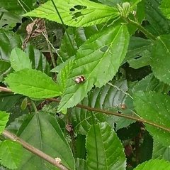 Alagoasa trifasciata