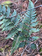 Dryopteris championii