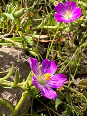 Calandrinia menziesii