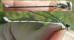 Lestes congener