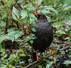 Turdus fuscater