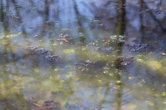 Lithobates sylvaticus