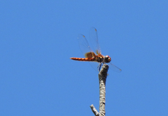 Aethriamanta circumsignata