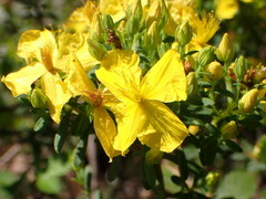 Hypericum microsepalum