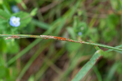 Puccinia graminis