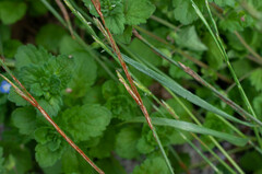 Puccinia graminis