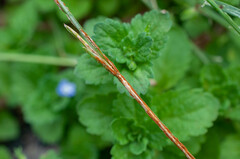 Puccinia graminis