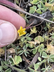 Oxalis pilosa